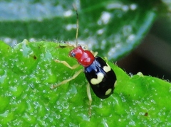 Gynandrobrotica lepida