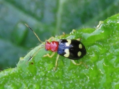 Gynandrobrotica lepida