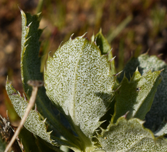 Haplopappus macrocephalus