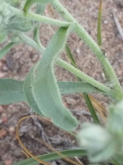 Oreocarya suffruticosa