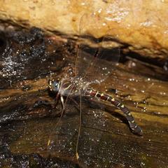 Austroaeschna inermis