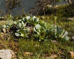Haplopappus macrocephalus