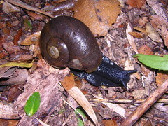 Macrocyclis peruvianus