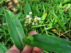 Tradescantieae