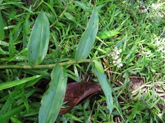 Tradescantieae