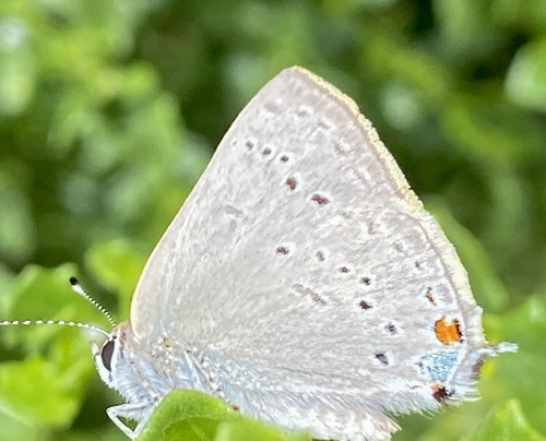 iNaturalist observation photo of Dryope Hairstreak