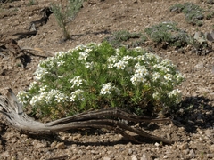 Leptosiphon nuttallii pubescens