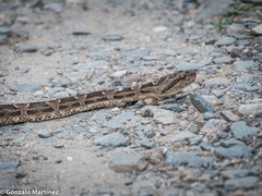 Bothrops diporus