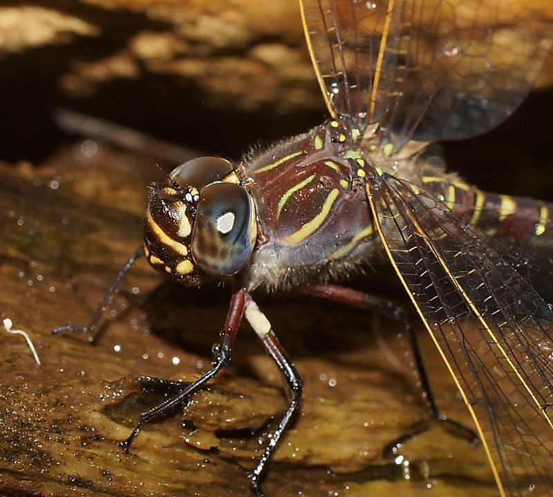 Whitewater Darner