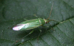 Orthotylus marginalis