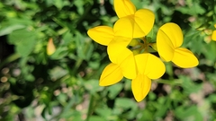 Lotus corniculatus
