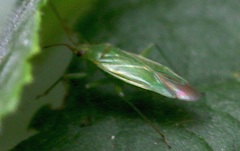 Orthotylus marginalis