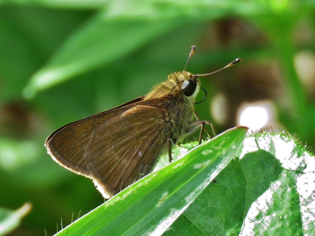 Guardpost Skipper