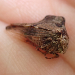 Telamona ampelopsidis
