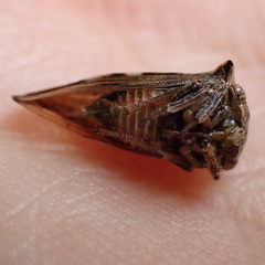Telamona ampelopsidis
