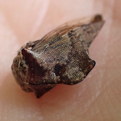 Telamona ampelopsidis