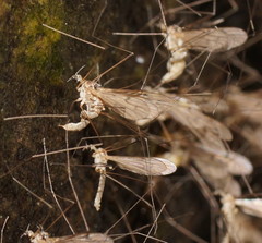 Antocha australiensis
