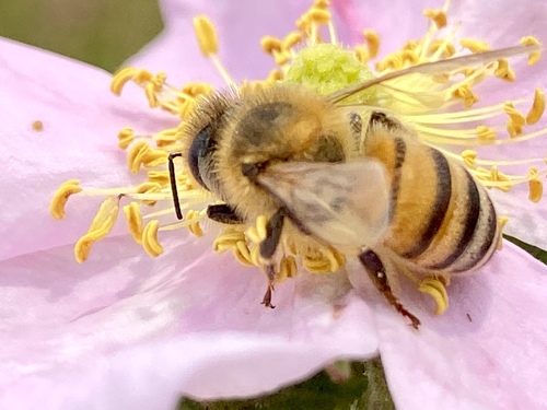 iNaturalist observation photo of Western Honey Bee