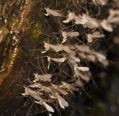 Antocha australiensis