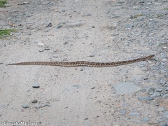 Bothrops diporus