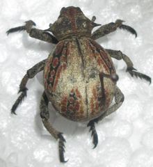 Brachycerus tursio