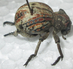 Brachycerus tursio