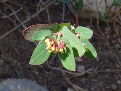 Euphorbia berteroana