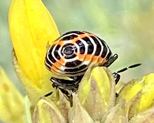 iNaturalist observation photo of Harlequin Bug