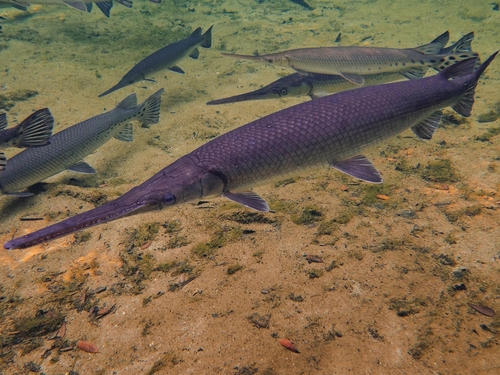Longnose Gar