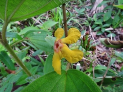 Mandevilla subsagittata