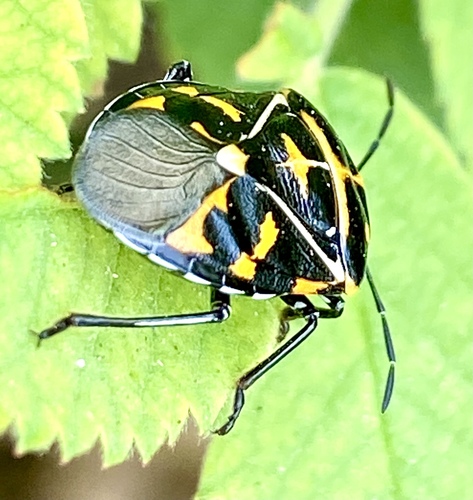 iNaturalist observation photo of Harlequin Bug