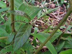 Mandevilla subsagittata