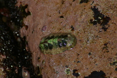 Tonicellidae