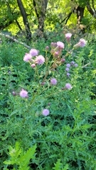 Cirsium arvense