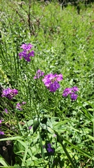 Hesperis matronalis
