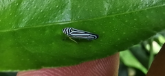 Graphocephala flavovittata