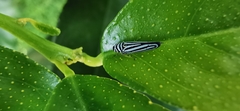 Graphocephala flavovittata