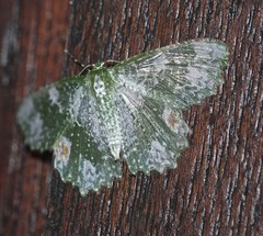 Eucyclodes fascinans