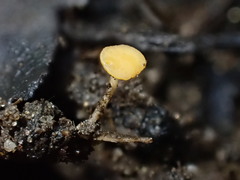 Hymenoscyphus menthae