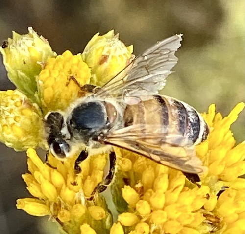 iNaturalist observation photo of Western Honey Bee