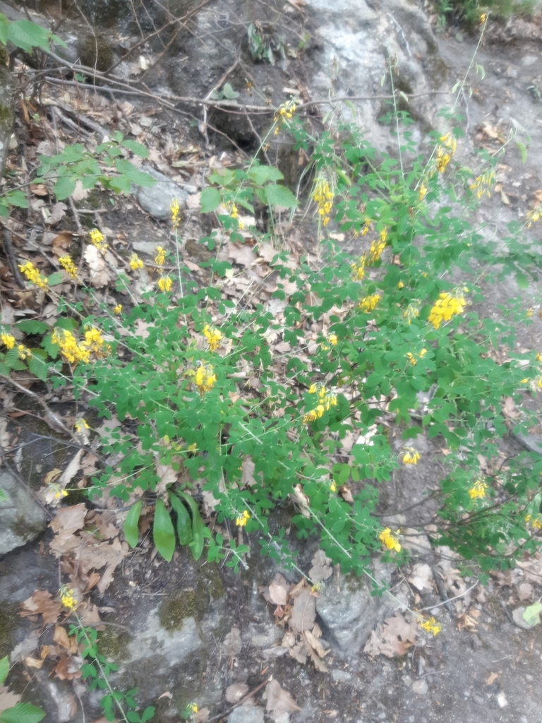 Cytisus nigricans (Cytisus nigricans)