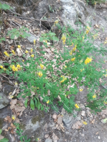 Cytisus nigricans (Cytisus nigricans)