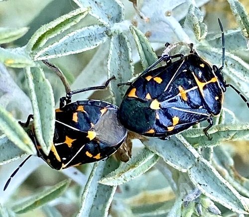 iNaturalist observation photo of Harlequin Bug