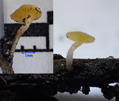 Hymenoscyphus menthae