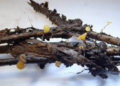 Hymenoscyphus menthae