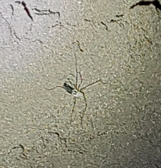 Taracus marchingtoni