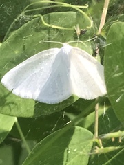 Campaea perlata