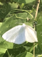 Campaea perlata