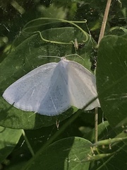 Campaea perlata