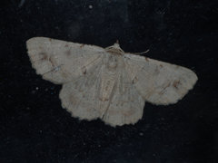 Aeolochroma quadrilinea